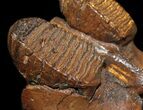Juvenile Woolly Mammoth Jaw Section - Interesting History! #31425-2